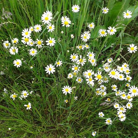 Naturnah - Auf Wunsch: Service Inclusive Goslar Dış mekan fotoğraf